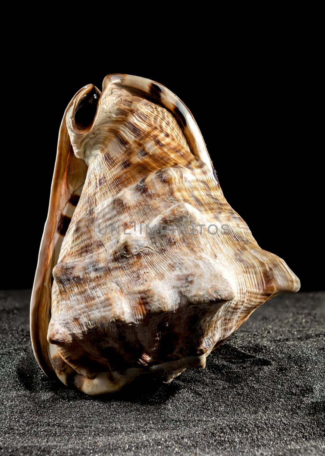 Caribbean King Helmet sea snail shell Cassis Tuberosa on a black sand background