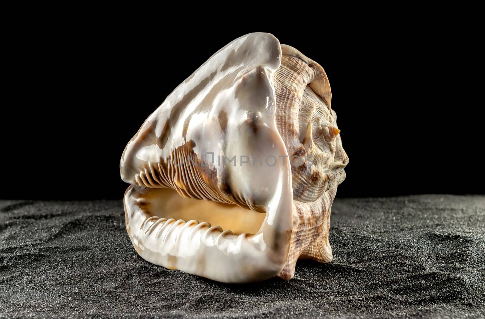 King Helmet seashell on a dark background by Multipedia