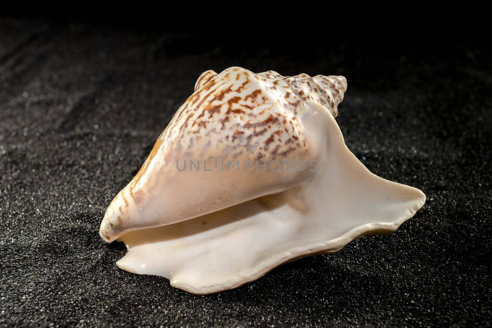 Strombus raninus seashell on a dark background by Multipedia