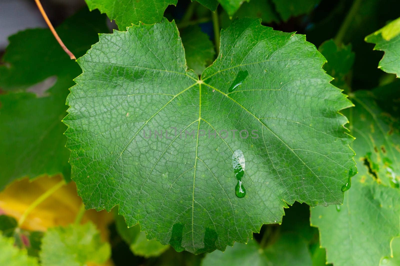 Big green grape leaf close-up by Serhii_Voroshchuk