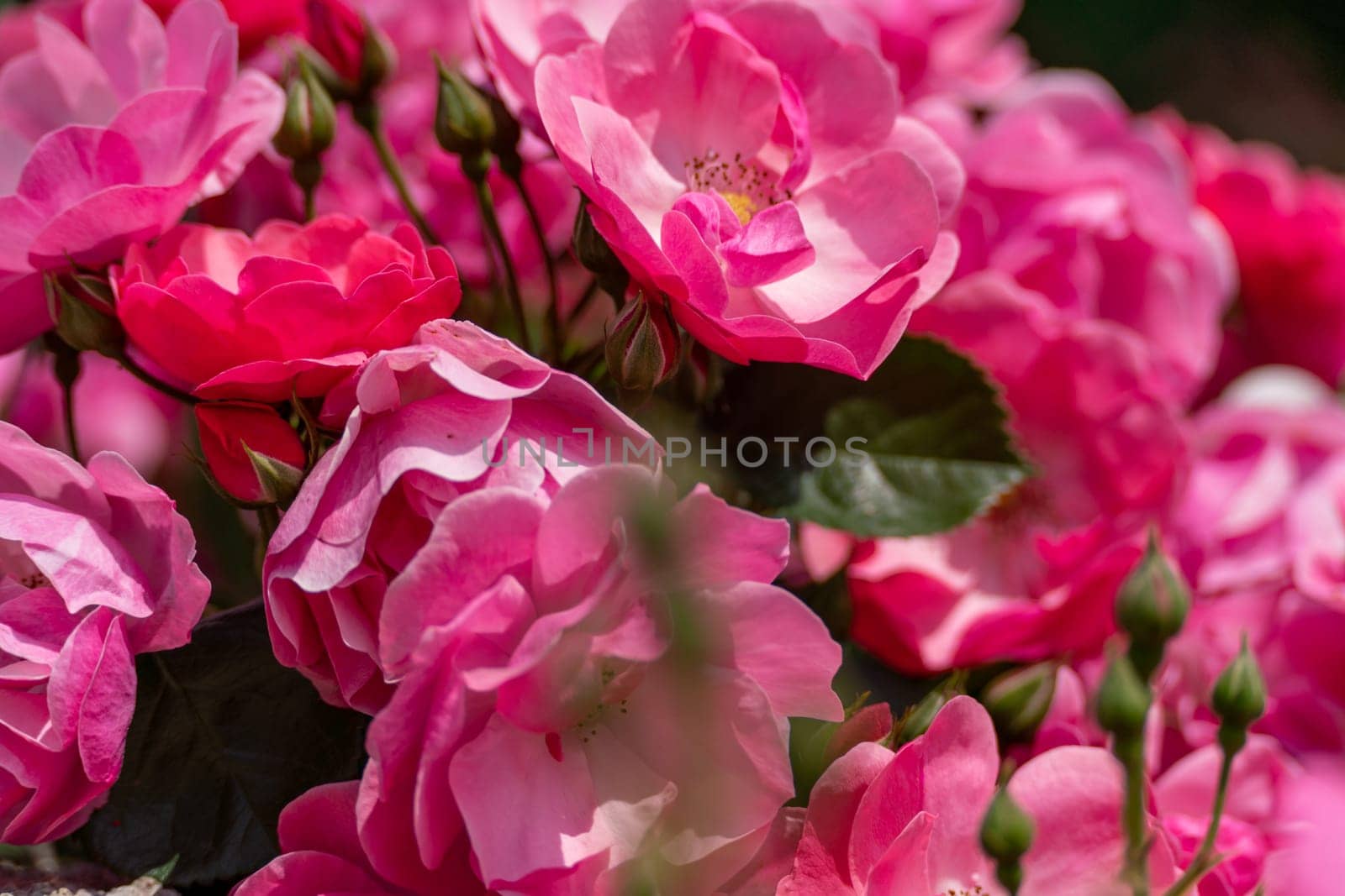 pink roses on a sunny day in the garden. Nature, summer, parks travel concept. by Matiunina
