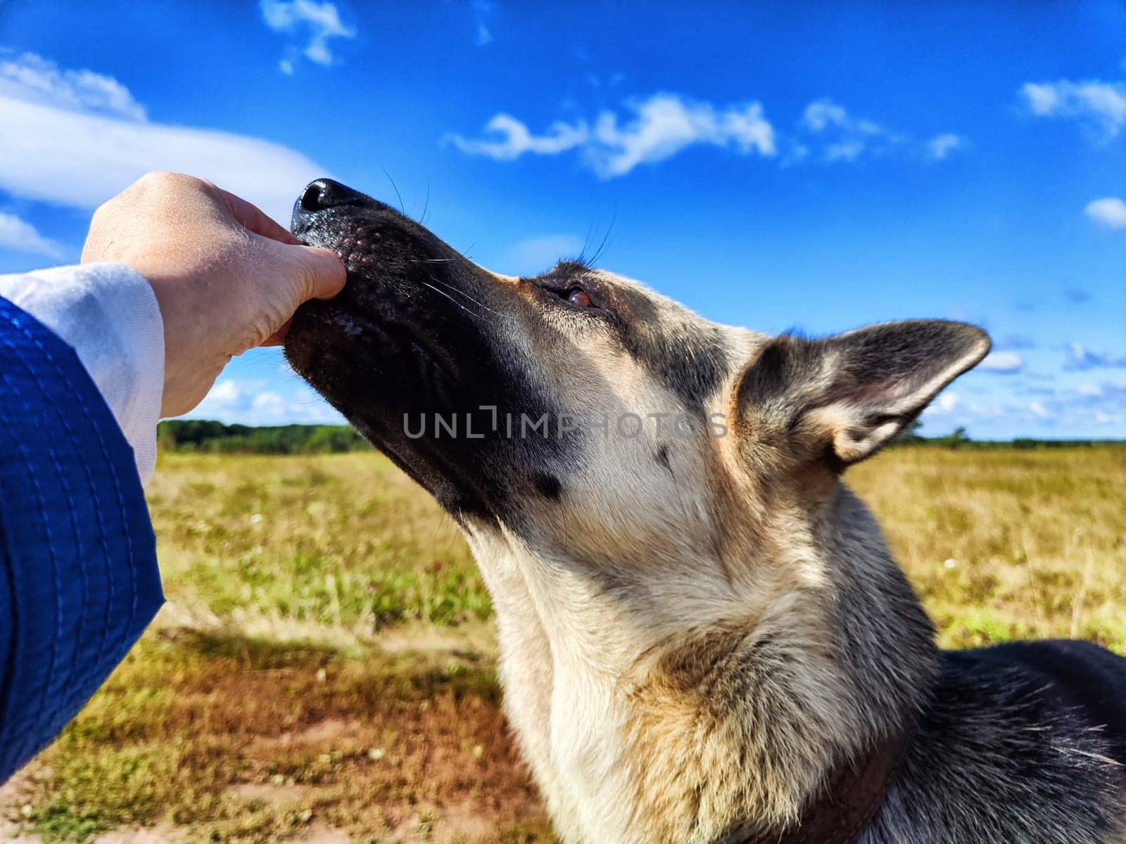 Big dog German Shepherd receives treat from a woman's hand in field with green and yellow grass in summer or autumn season. Russian eastern European dog veo having walk and training on nature