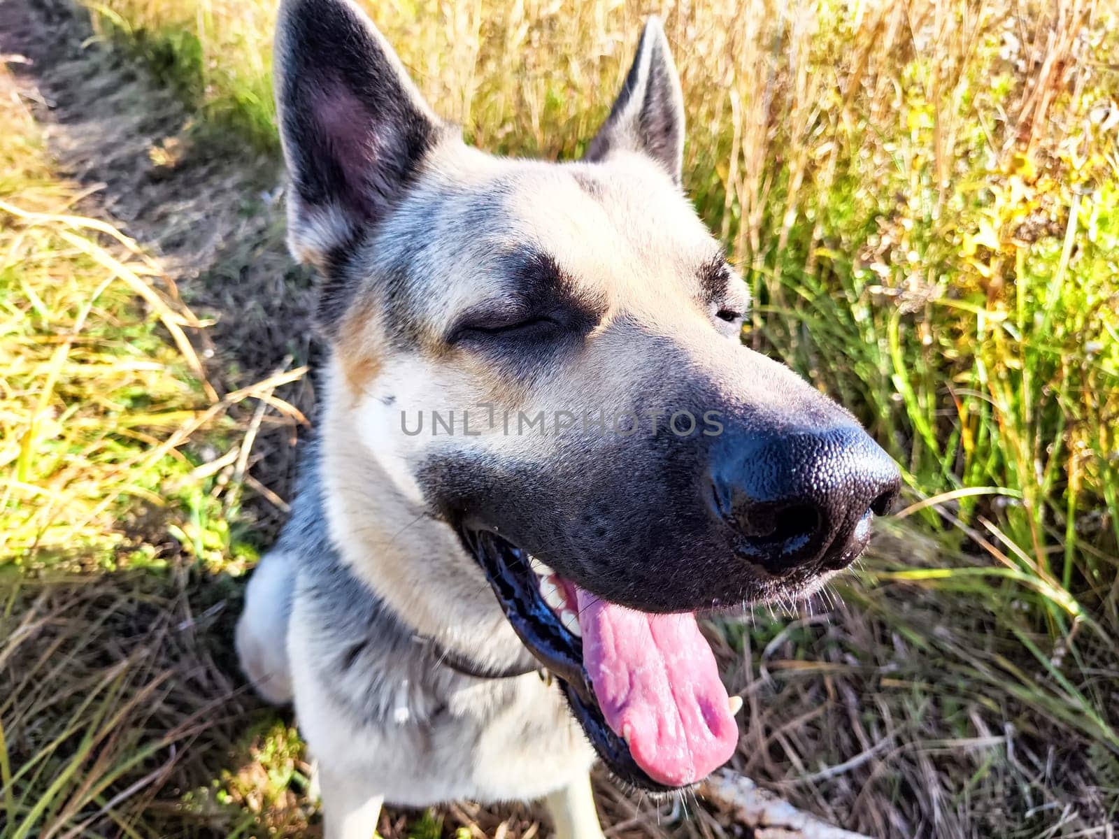 Dog German Shepherd in a field in summer or autumn day. Russian eastern European dog veo. Travel, trip and walk
