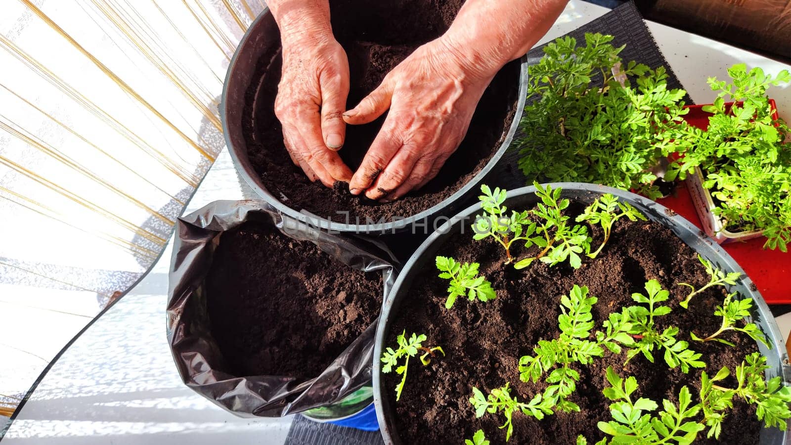 Planting marigold flowers in a pot. Reproduction of plants in spring. Young flower shoots and greenery for the garden. The hands of elderly woman, bucket of earth, green bushes and twigs with leaves
