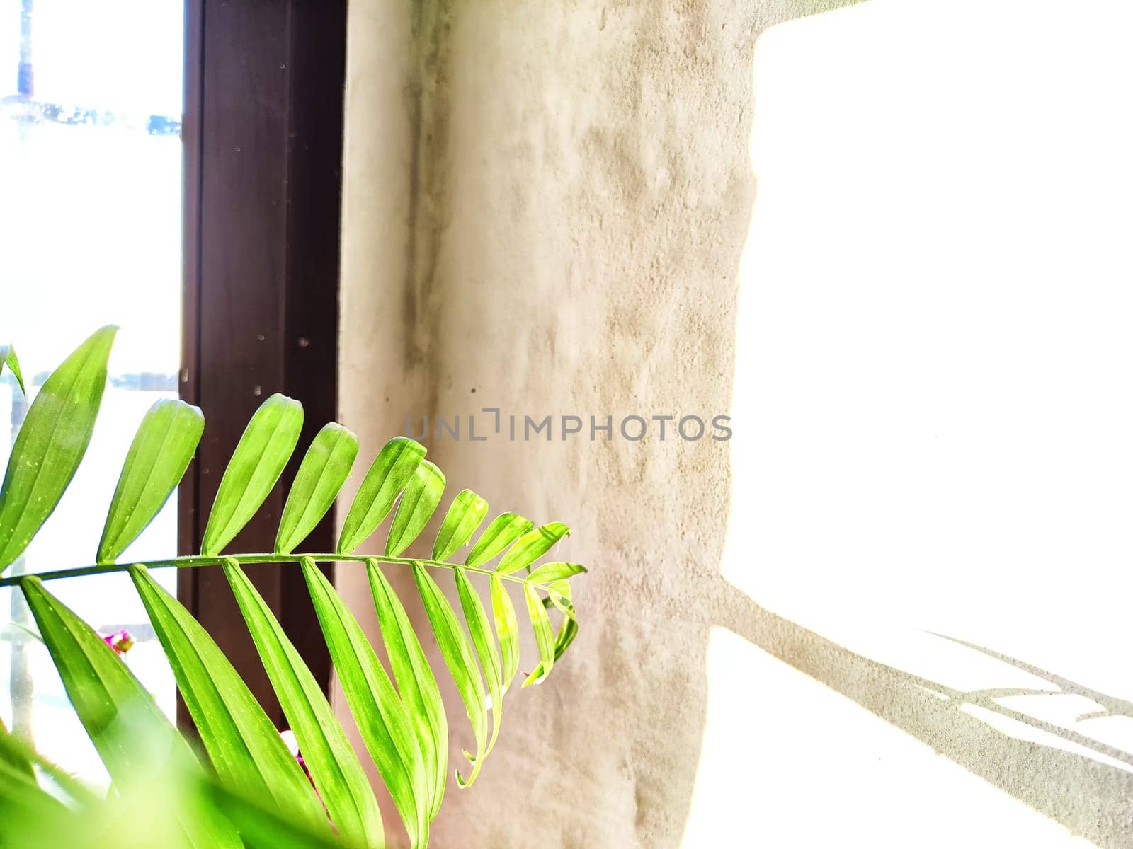 Green Hamedorea palm tree branch with leaves on windowsill in sunny day. Domestic plant. Frame, pattern, copy space on light background