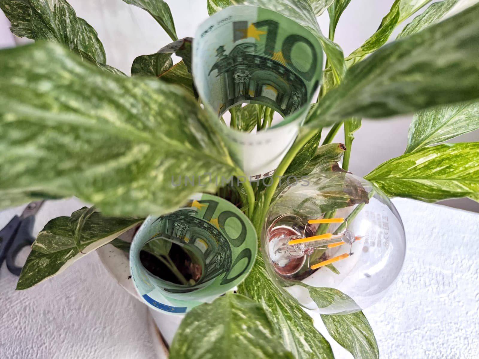 Green flower, euro paper banknotes and an energy-saving lamp. The concept of cost savings and economy, natural energy sources