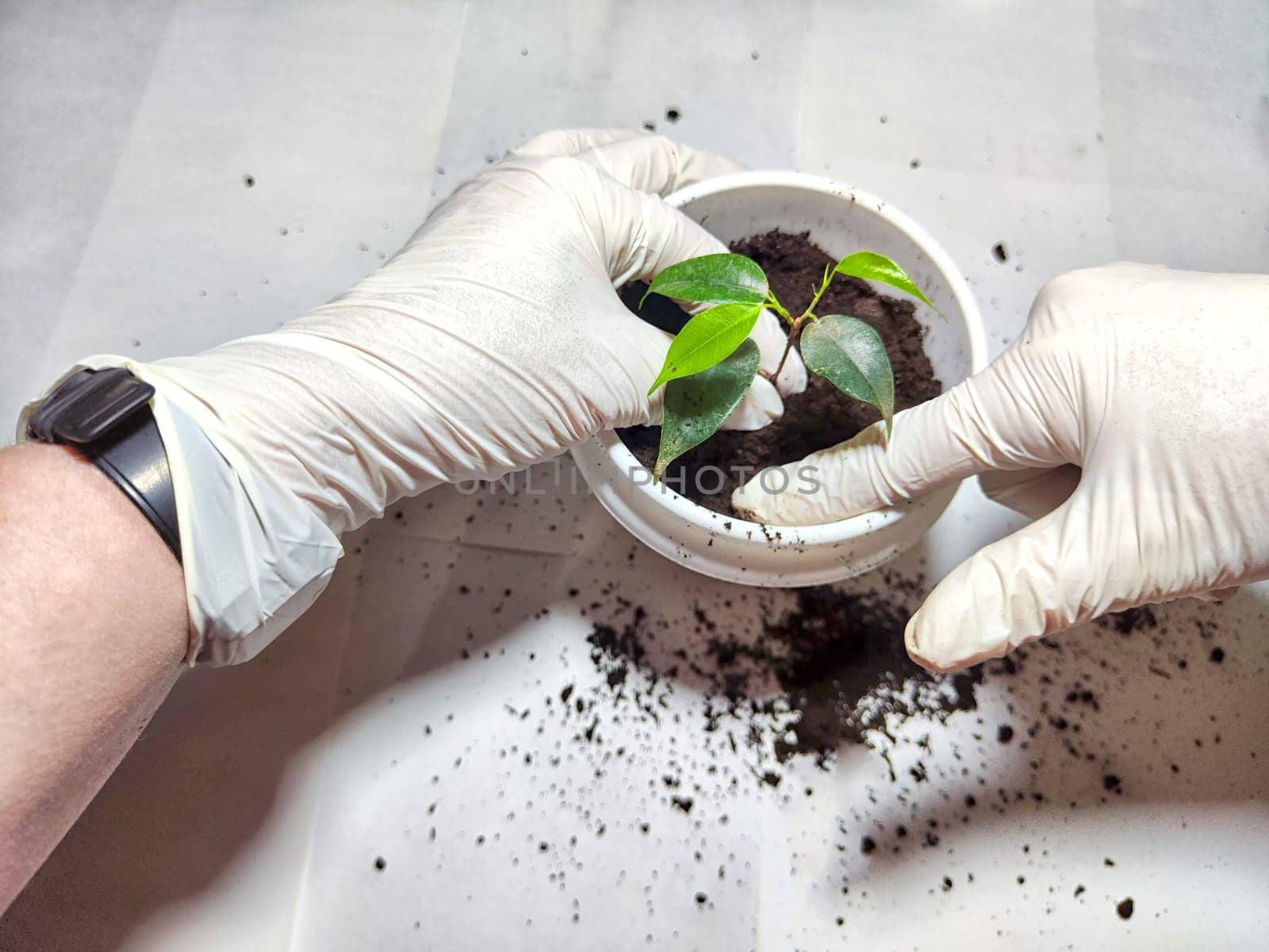 Transplanting a Young Flower Into a New Pot at Home. Hands in gloves placing young plant ficus Benjamin into a pot with fresh soil