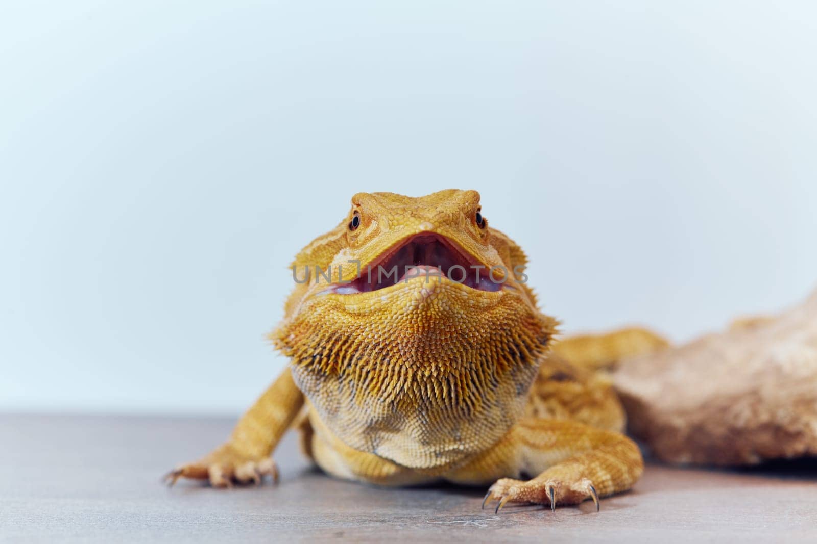 Close-up photo of a bearded dragon's vibrant yellow textured scales against a crisp white background, showcasing the mesmerizing beauty of this exotic reptile.