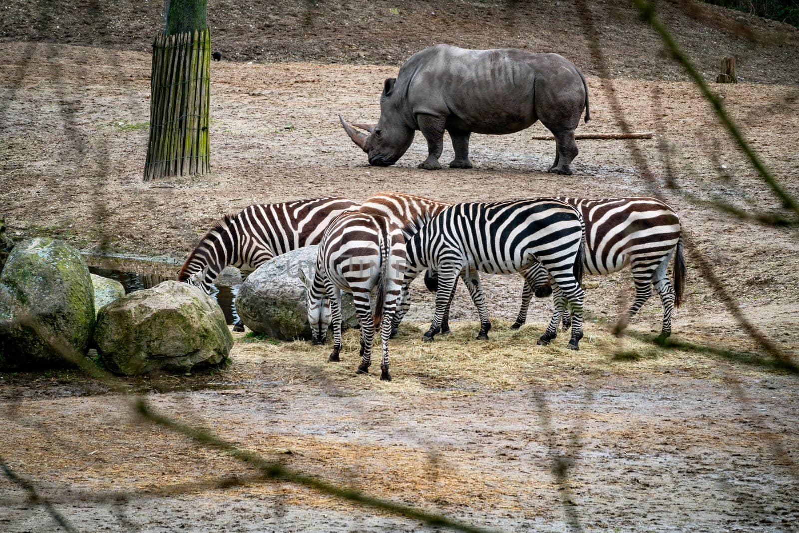 A group of animals near a waterhole including, White Rhino, and Zebra