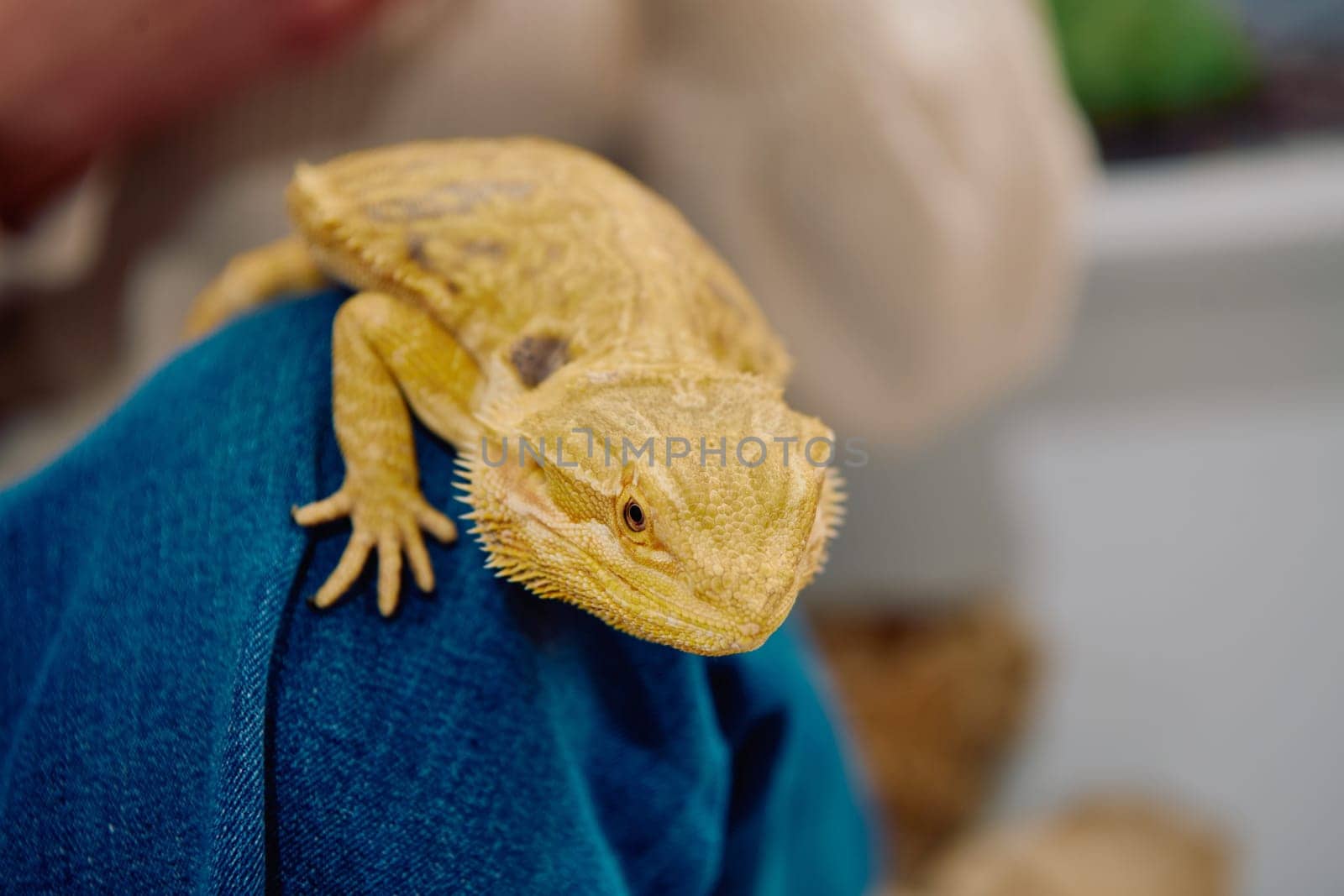 Bearded Dragon: A Close-Up Look at This Amazing Lizard by dotshock