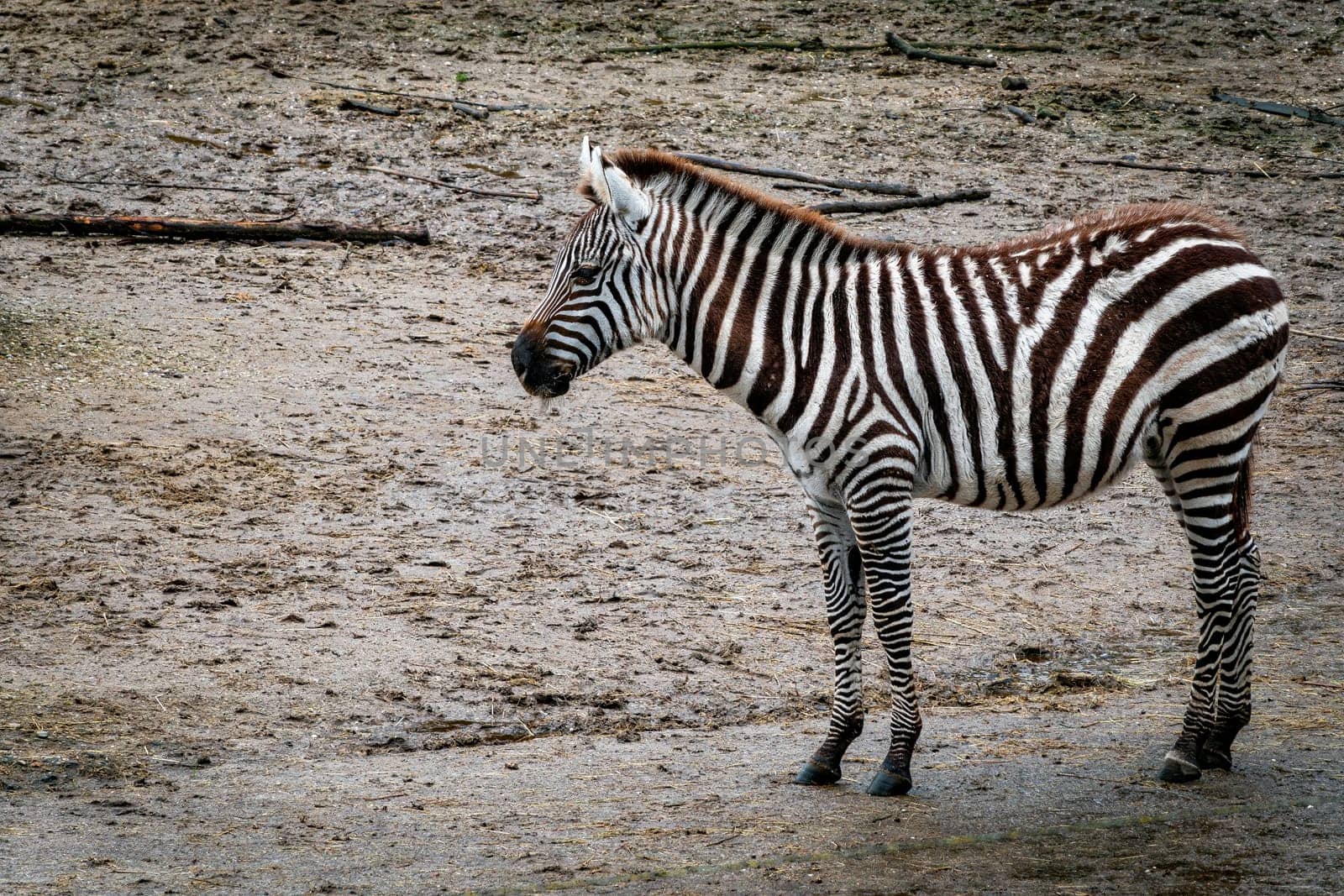 A beautiful little African Burchell Zebra foal standing in the sand