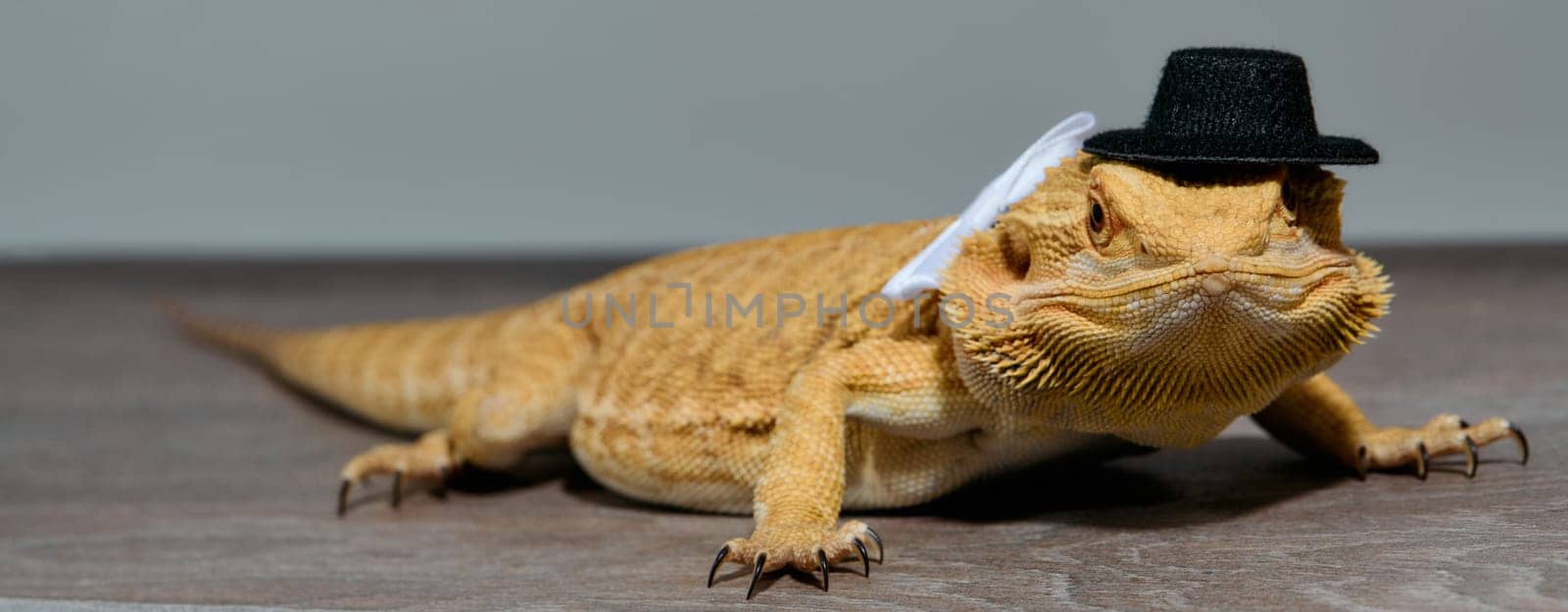 Close-up Portrait of Bearded Dragon (Pogona Vitticeps) with Vibrant Yellow Textured Scales on White Background by dotshock