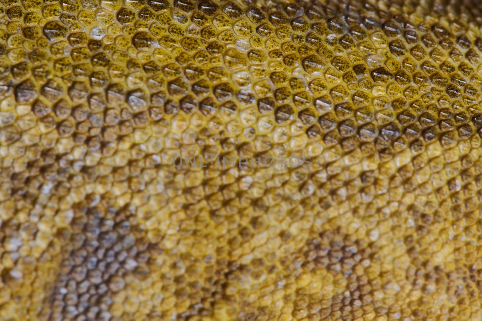 Close-up Portrait of Bearded Dragon (Pogona Vitticeps) with Vibrant Yellow Textured Scales by dotshock
