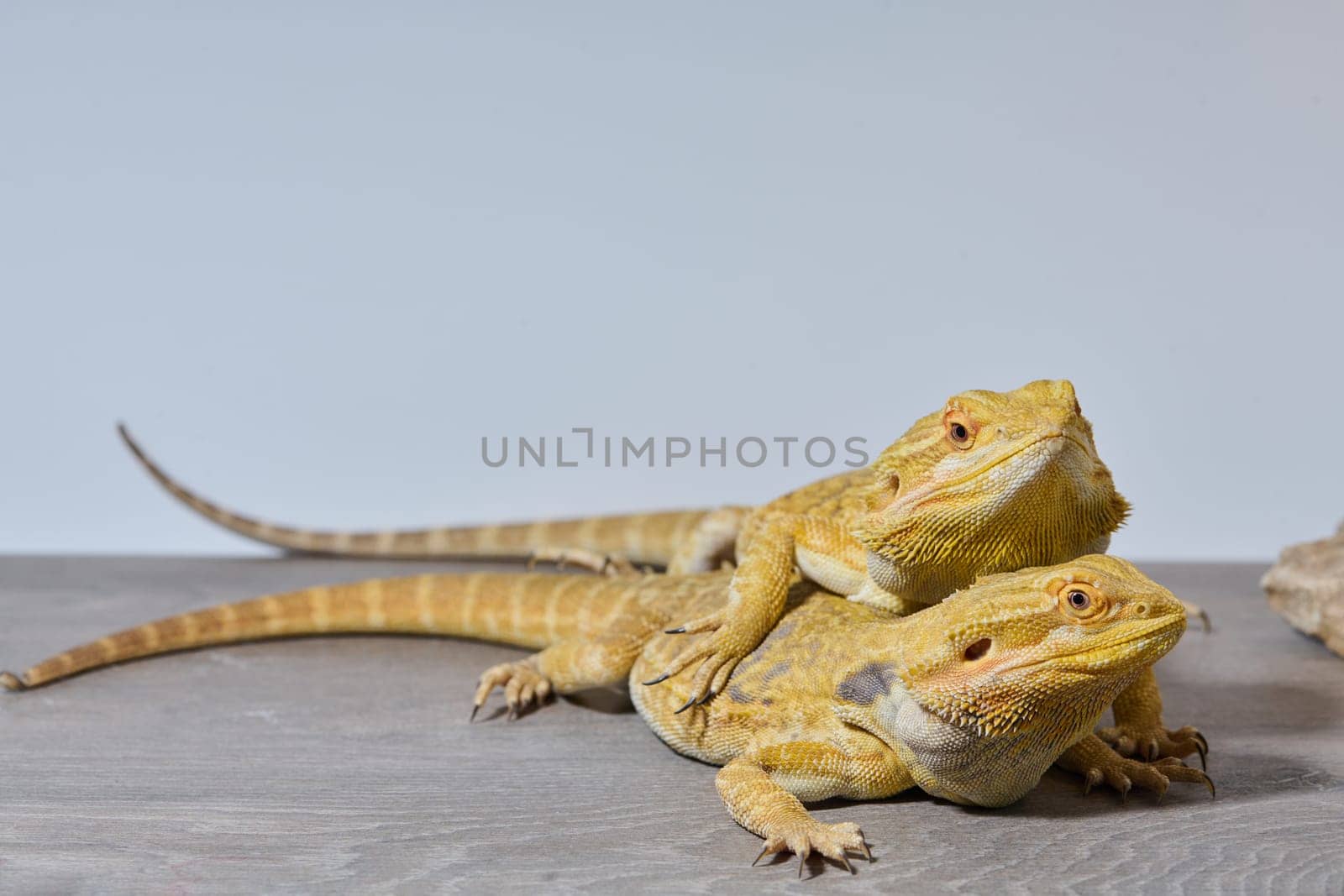 Bearded Dragons: A Close-Up Look at This Amazing Lizards by dotshock