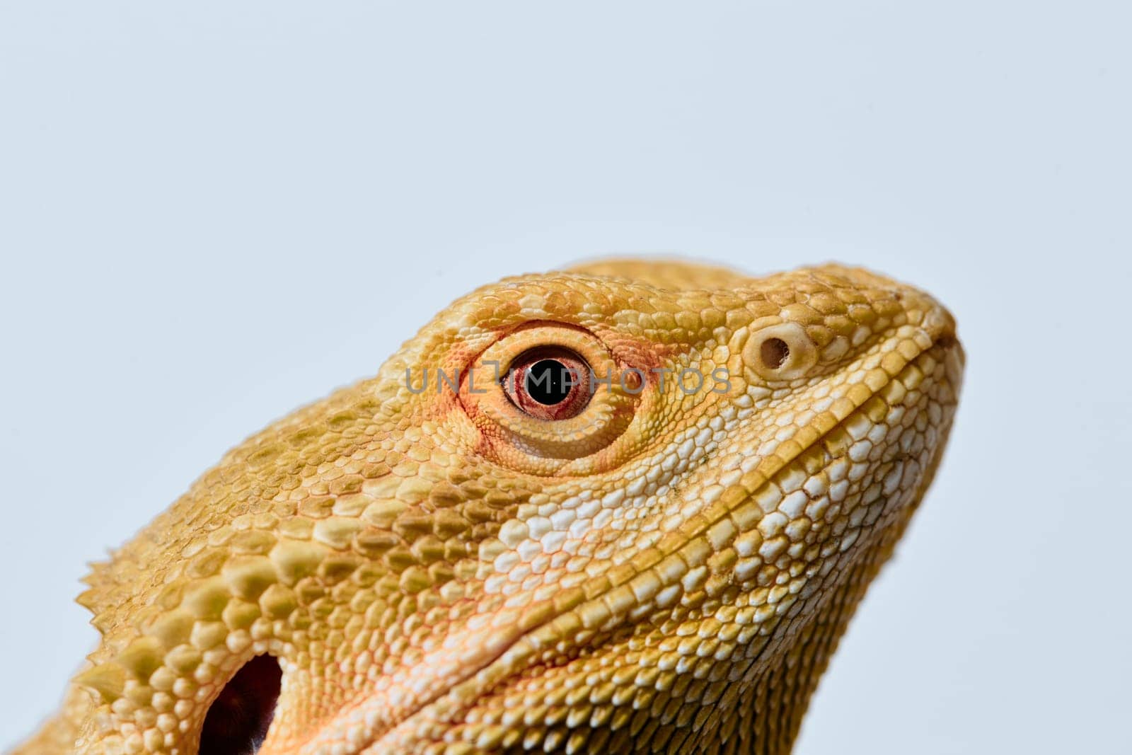 Close-up Portrait of Bearded Dragon (Pogona Vitticeps) with Vibrant Yellow Textured Scales on White Background by dotshock