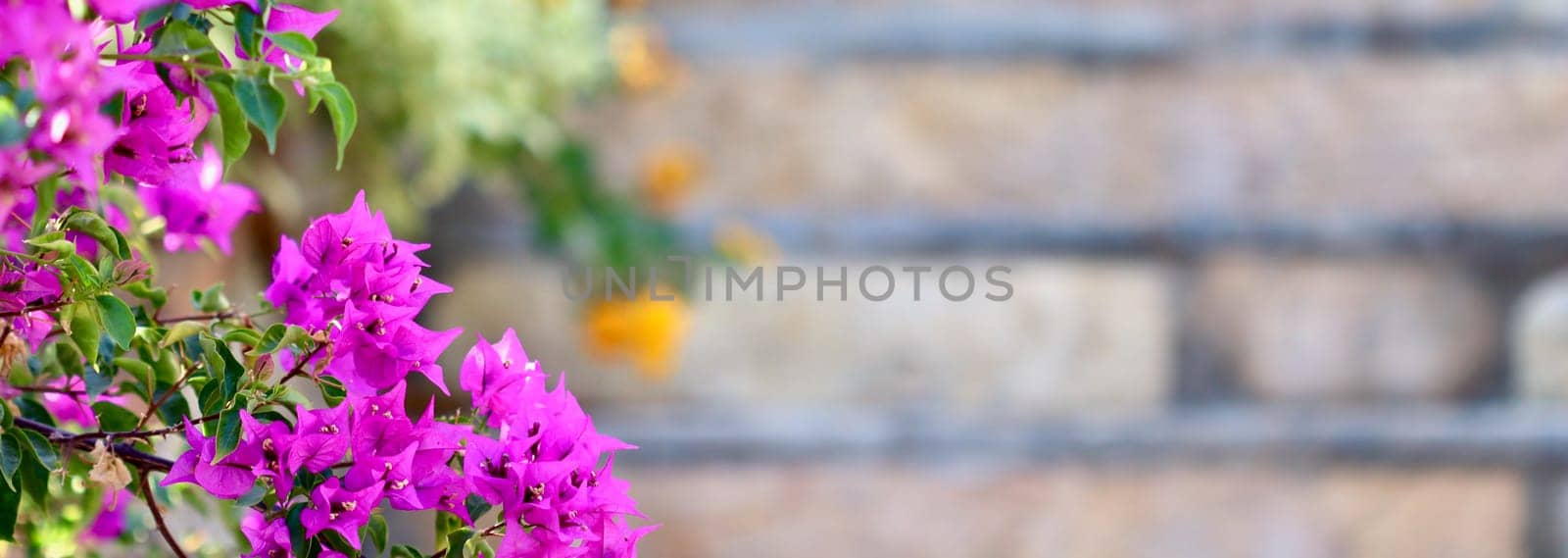 Blooming pink bougainvillea against the background of stone steps of the staircase. Tropical flowers background