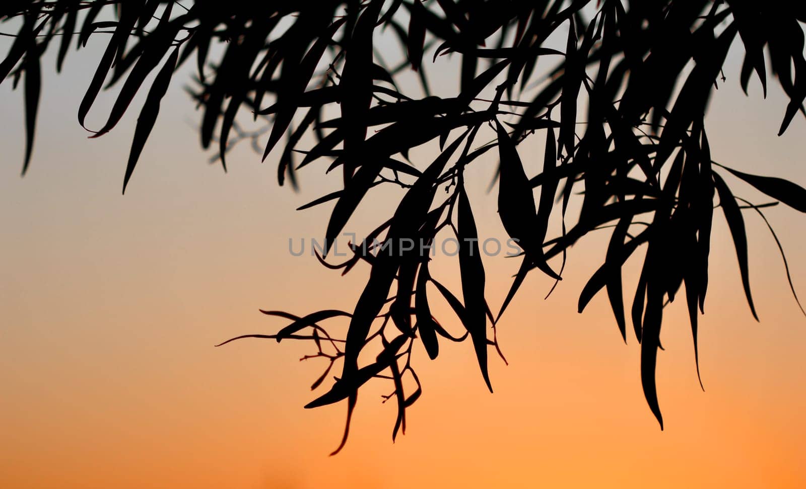 Olive tree leaves on a beautiful sunset background. Summer vacation and coastal nature concept