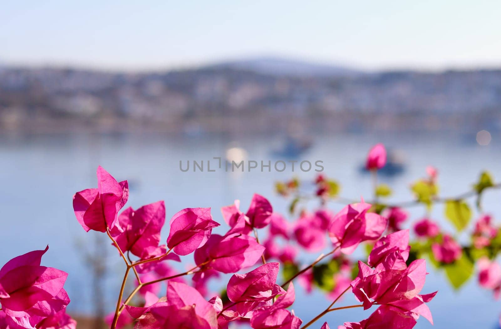 Purple bougainvillea flowers on the background of the sea and the island. Summer vacation and coastal nature concept