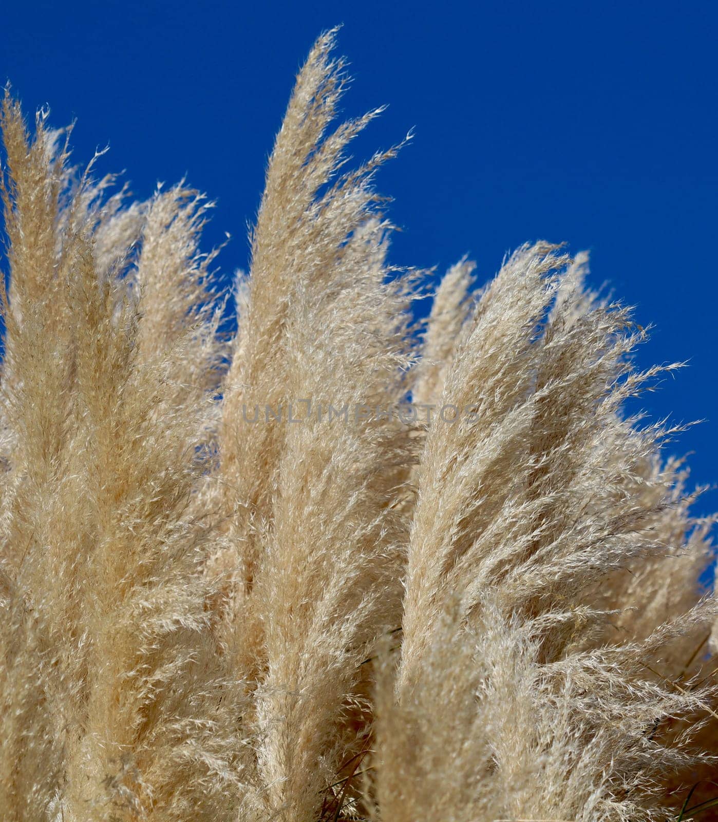 Pampas grass against the blue sky. Natural background, closeup of photo