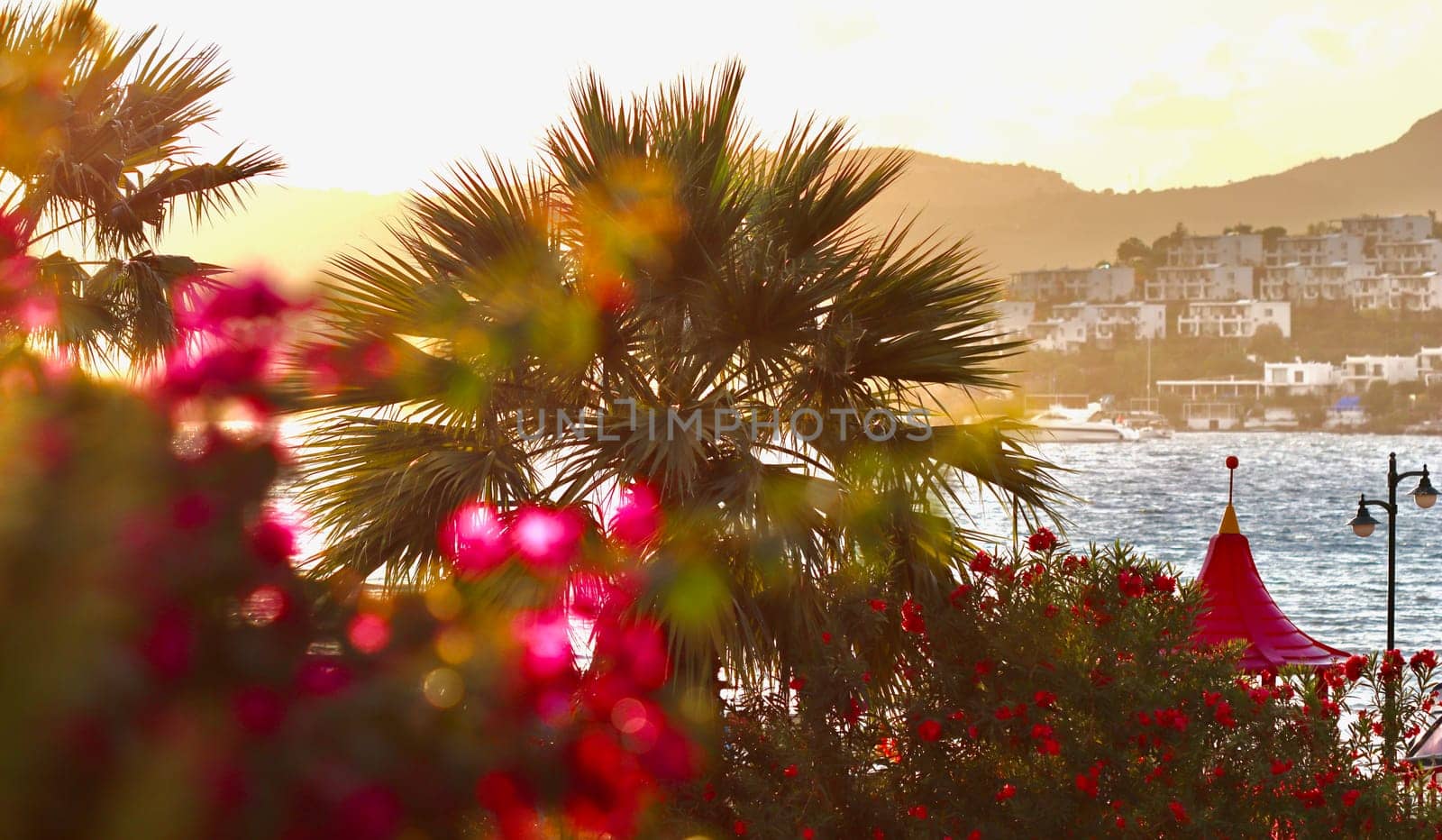 Beautiful sunset on the Aegean coast with bright flowers, palm trees, blue sea. Blurred background. Summer vacation and coastal nature concept