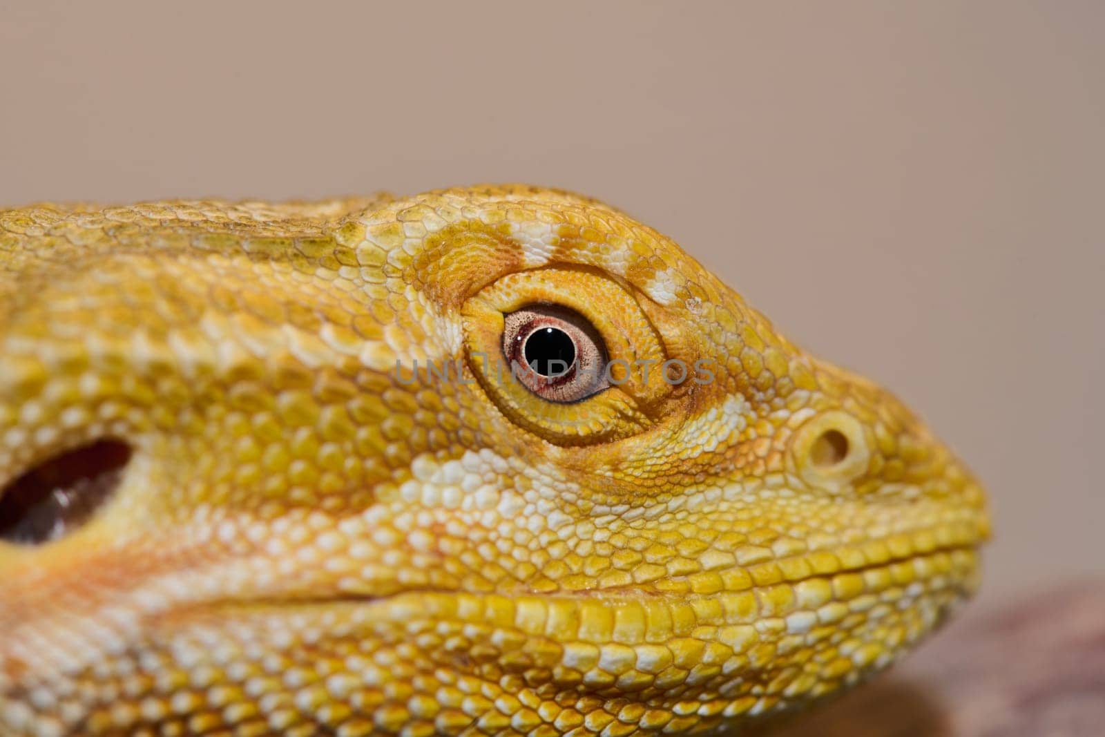 Bearded Dragon: A Close-Up Look at This Amazing Lizard by dotshock