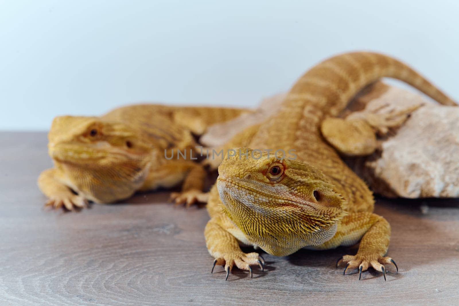 Close-up photo of a two bearded dragons reveals its yellow skin texture, red eyes, and sharp claws.