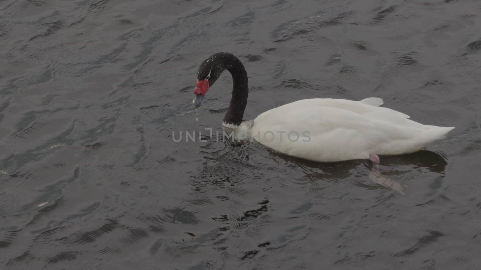 Slow-motion capture of a black-necked swan diving for food in a pond.