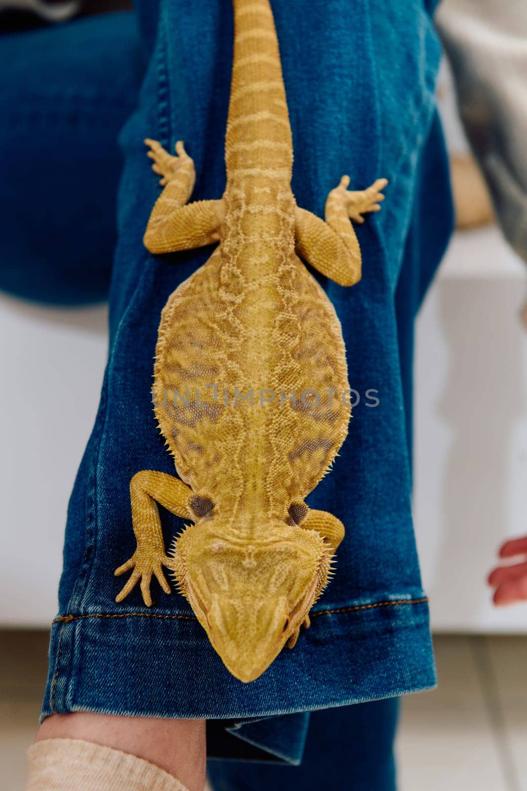 Close-up photo of a bearded dragon reveals its yellow skin texture, red eyes, and sharp claws.