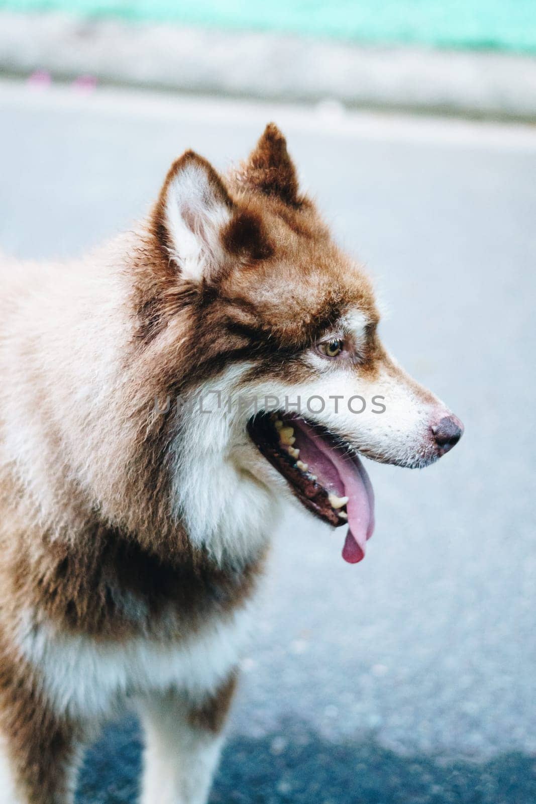 Close-up portrait big white brown Alaskan Malamute dog. Old lady hand takes care about pet.