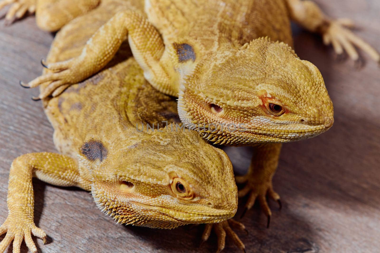 Bearded Dragons: A Close-Up Look at This Amazing Lizards by dotshock