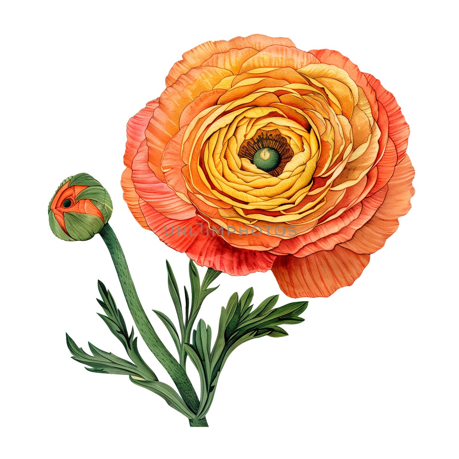 Isolated illustration of colorful ranunculus flower ai generated element