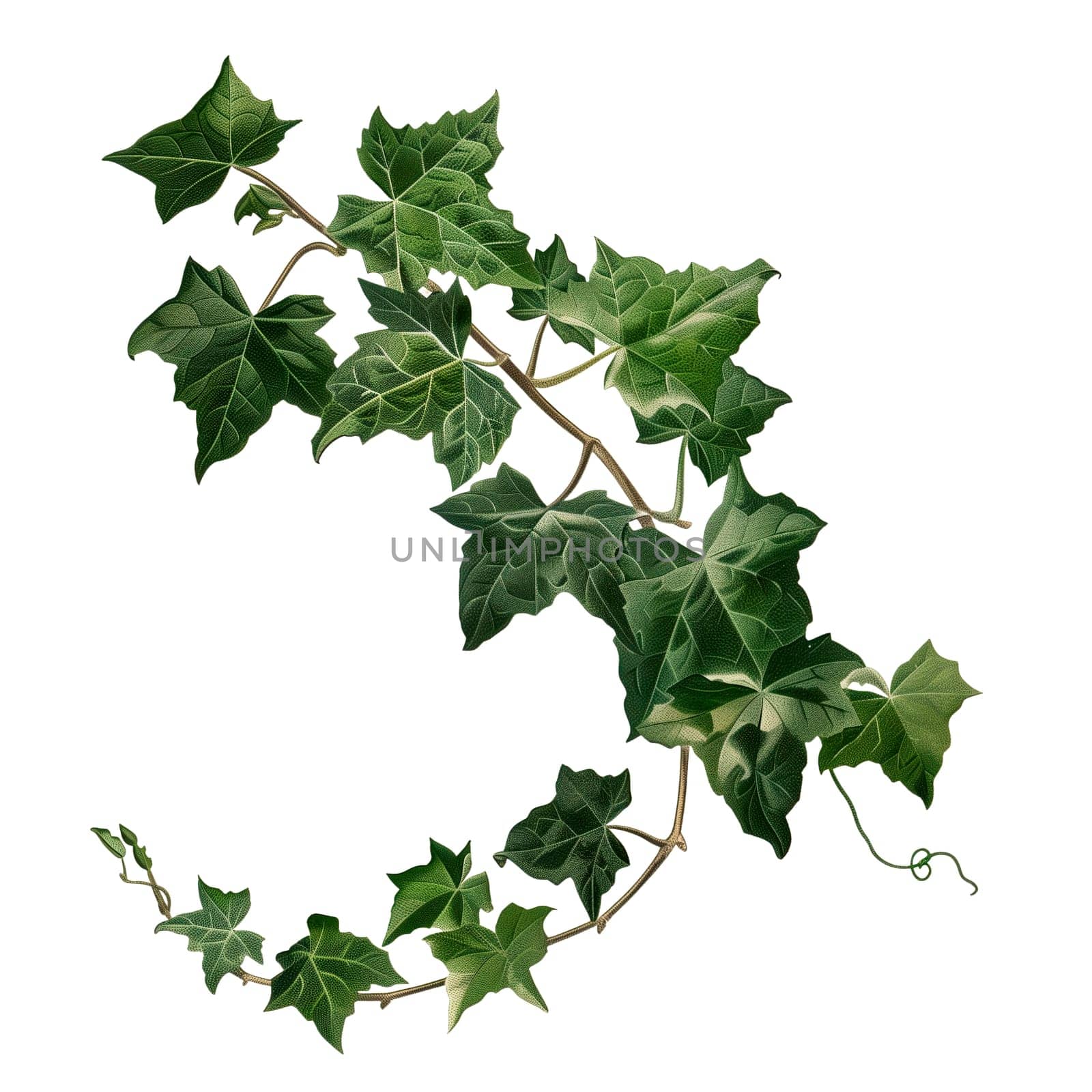 Isolated illustration of english ivy plant tree ai generated element