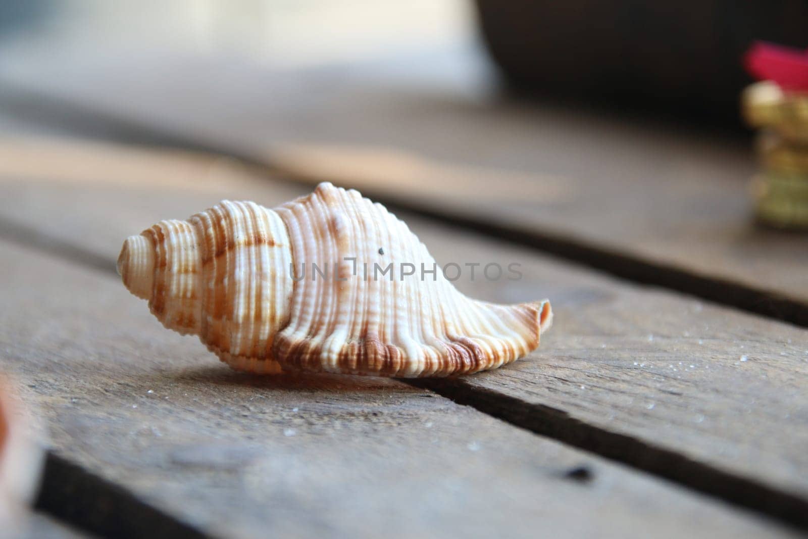 Seashell on a wooden background. Summer time concept. by Markgraf