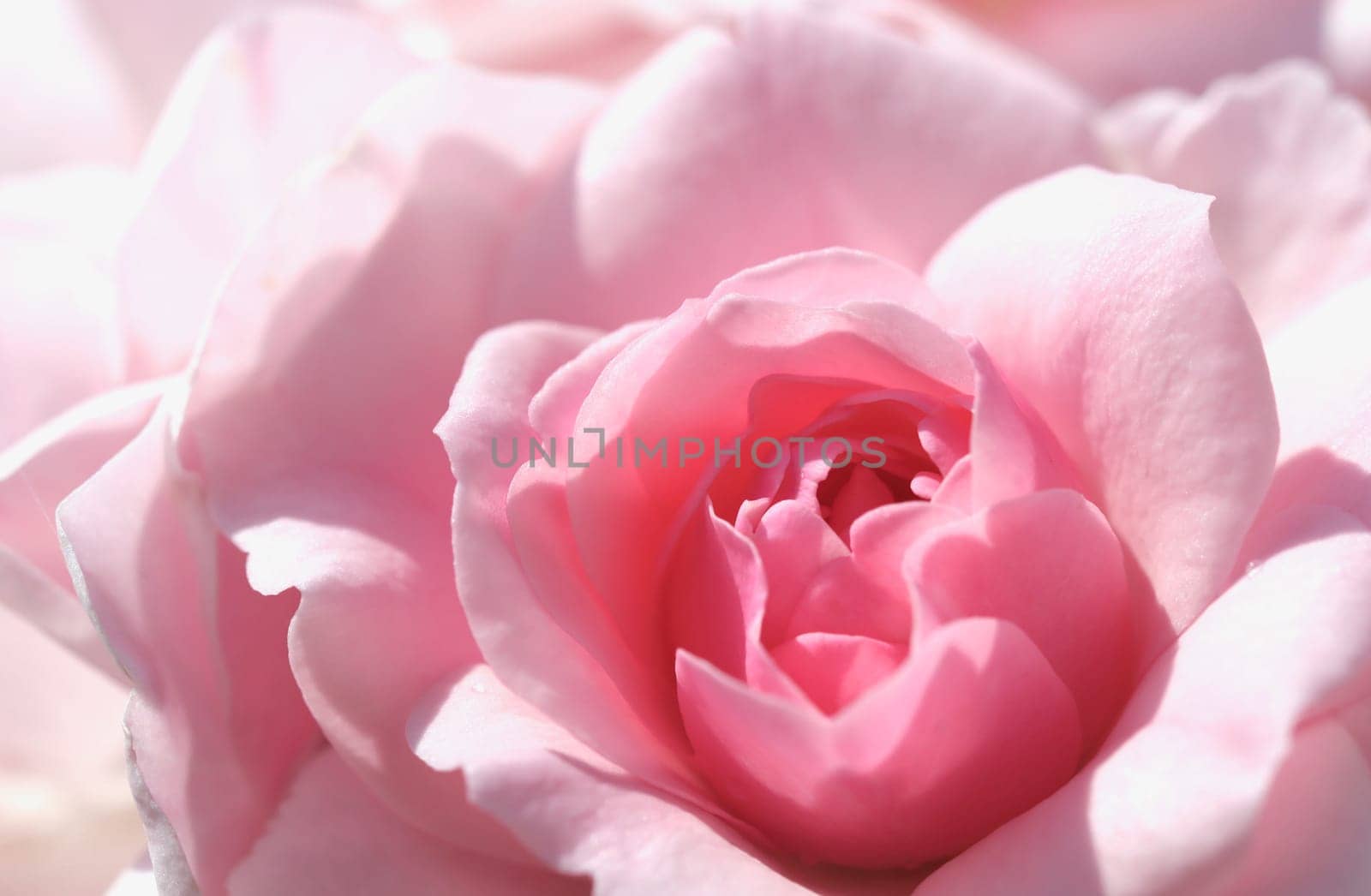 Pink rose flower. Macro flowers backdrop for holiday design. Soft focus, abstract floral background