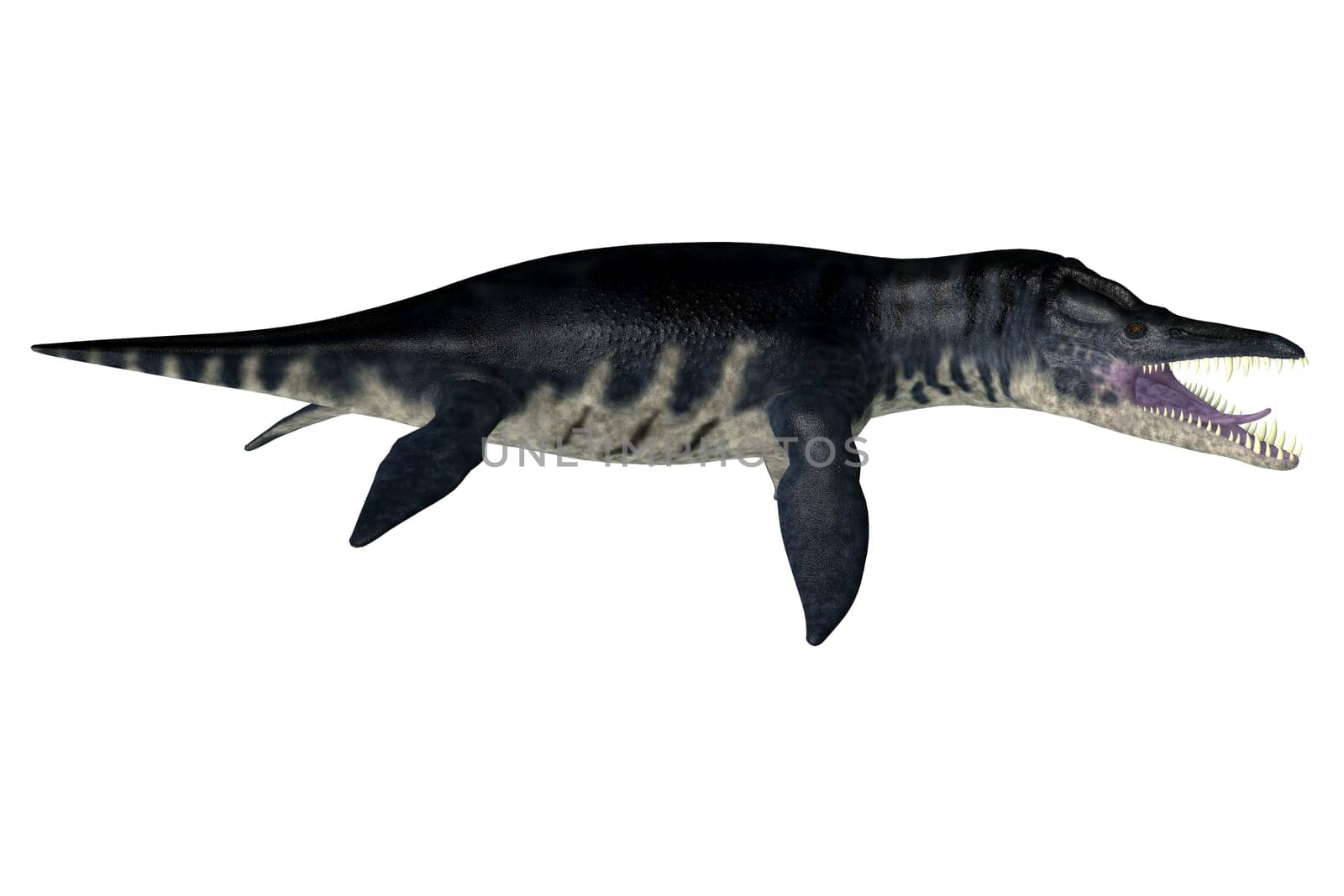 Liopleurodon Sea Reptile by Catmando