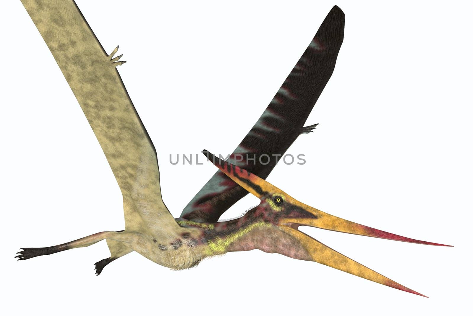 Pteranodon Pterosaur by Catmando