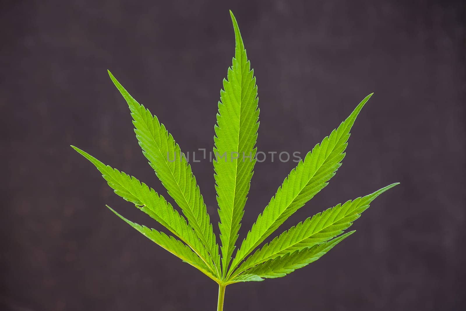 Cannabis sativa leaf on black 15911 by kobus_peche