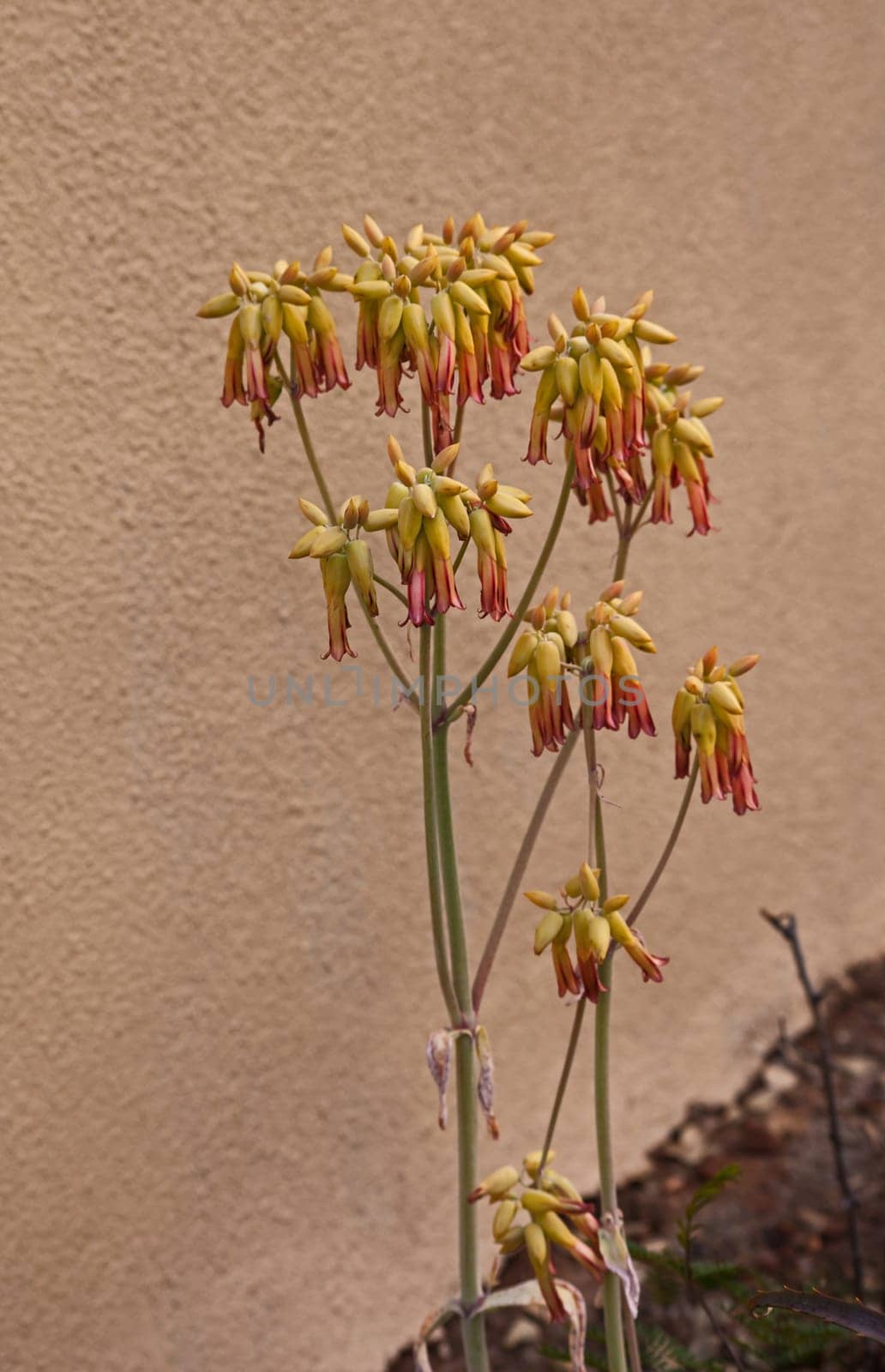 Coral Aloe (Aloe striata) 14584 by kobus_peche