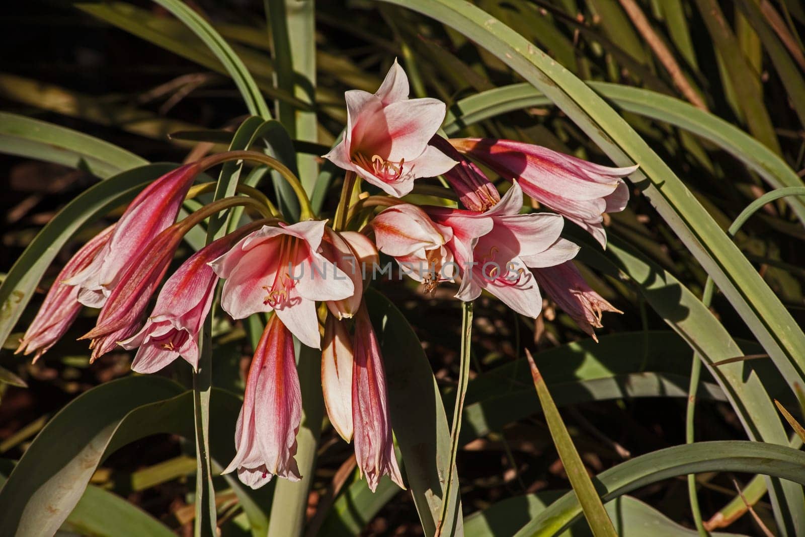 Orange River lily (Crinum bulbispermum) 16092 by kobus_peche