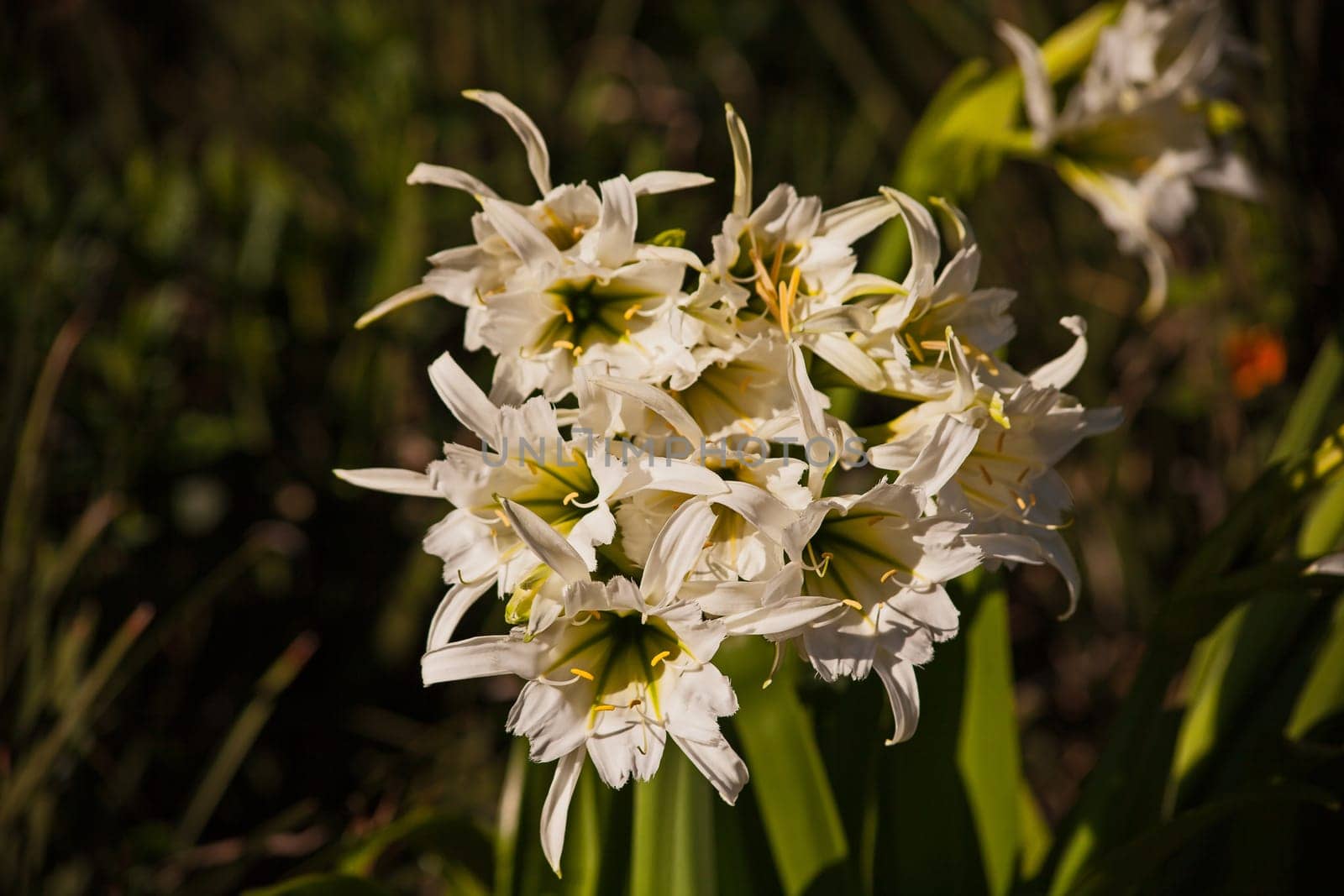 White Spider Lilly (Hymenocallis) 16089 by kobus_peche