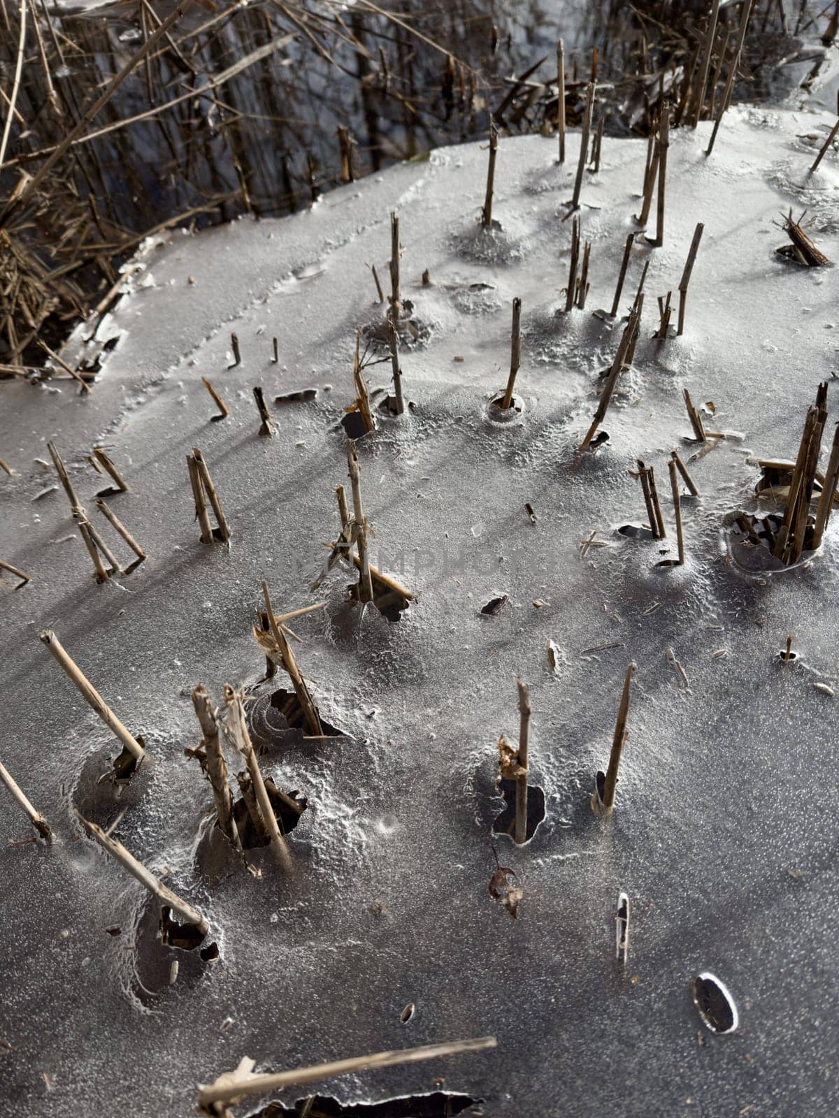 thin transparent ice on a puddle in the park on a spring day, foliage through the ice, dry grass through ice. High quality photo