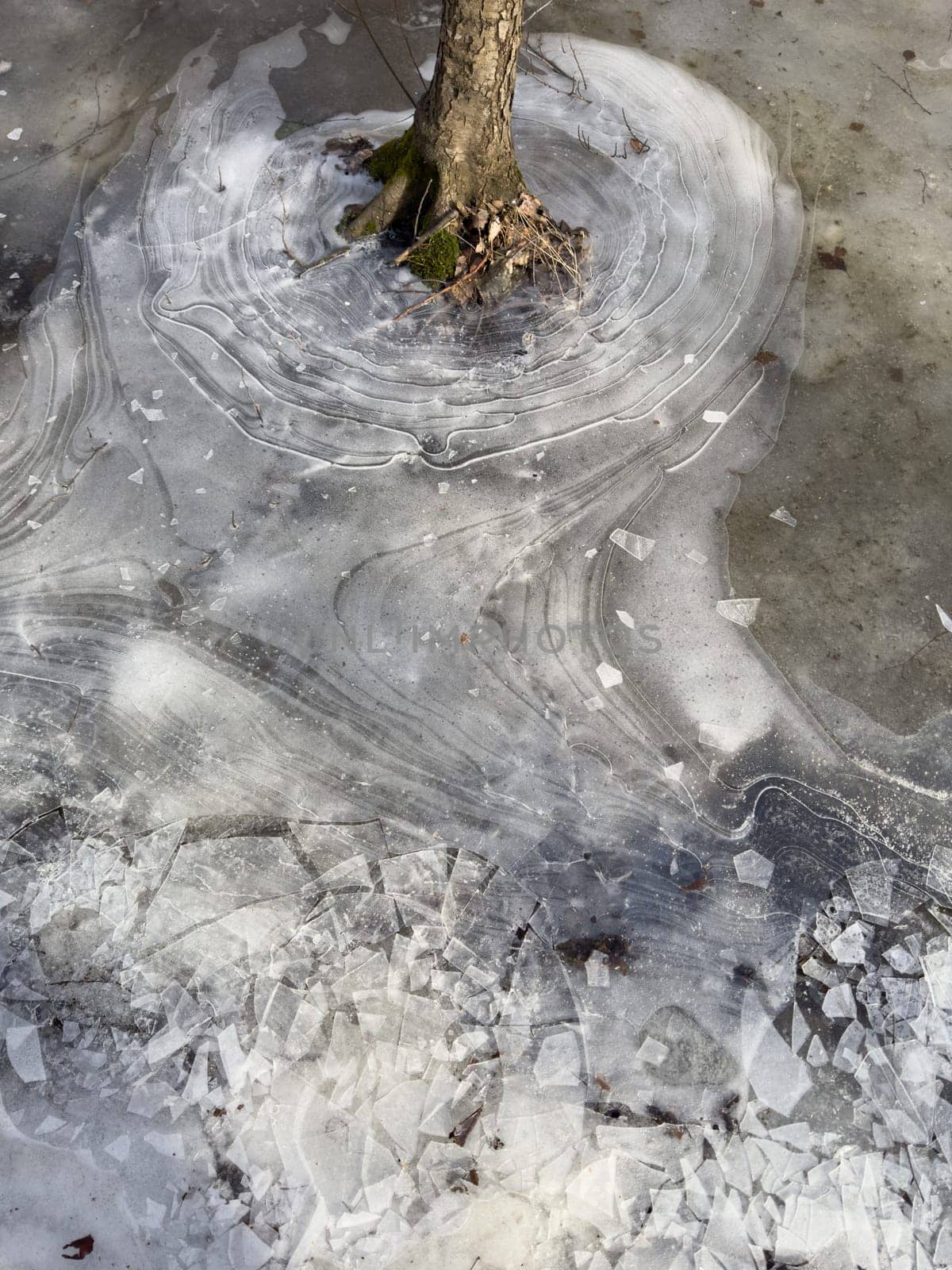 thin transparent ice on a puddle in the park on a spring day, foliage through the ice, tree through ice. High quality photo