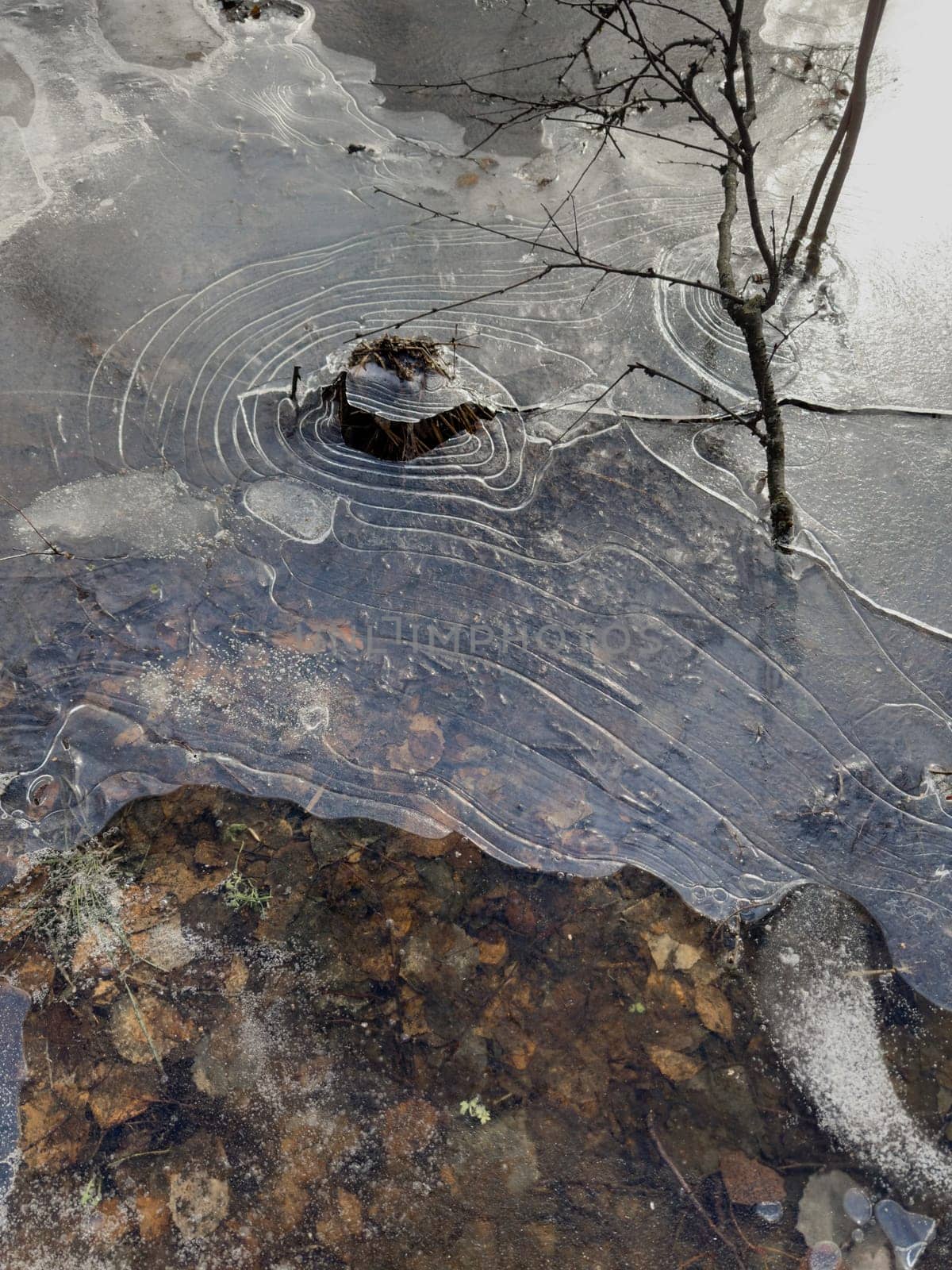 thin transparent ice on a puddle in the park on a spring day, foliage through the ice, tree through ice. High quality photo