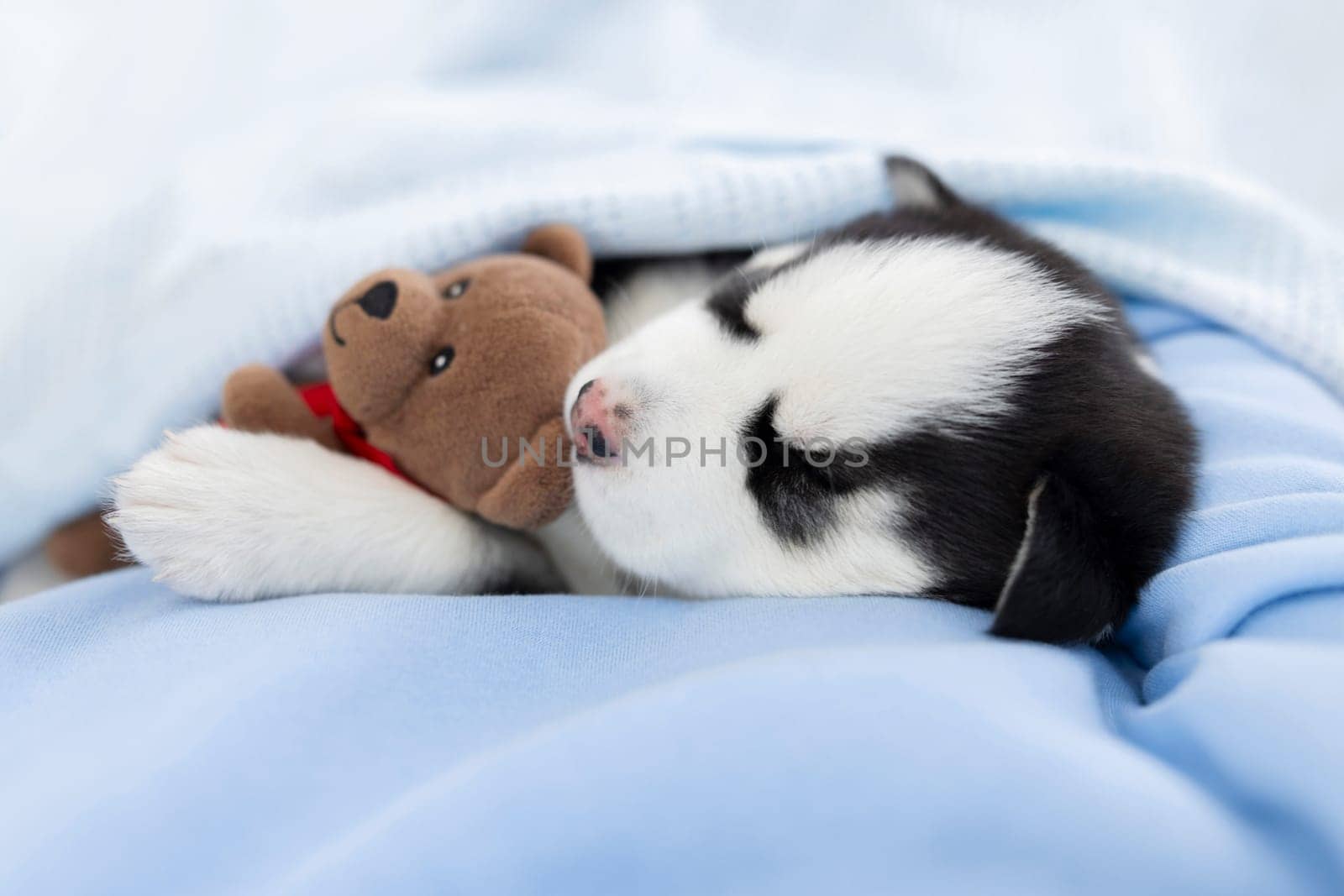 Sleeping husky puppy with blue eyes cuddling with teddy bear on a blue blanket by andreyz