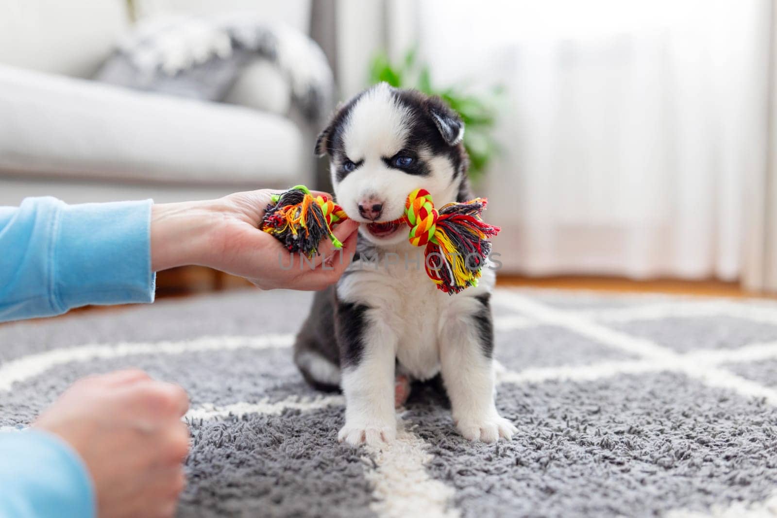 Husky Puppy Chewing Colorful Rope Toy by andreyz