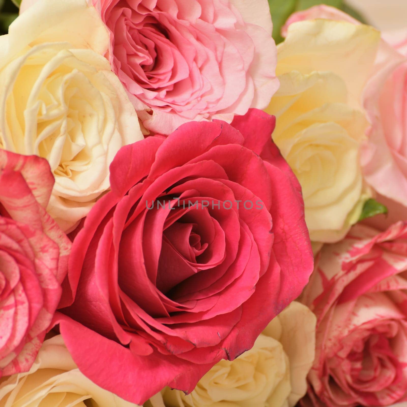 background of pink and yellow roses