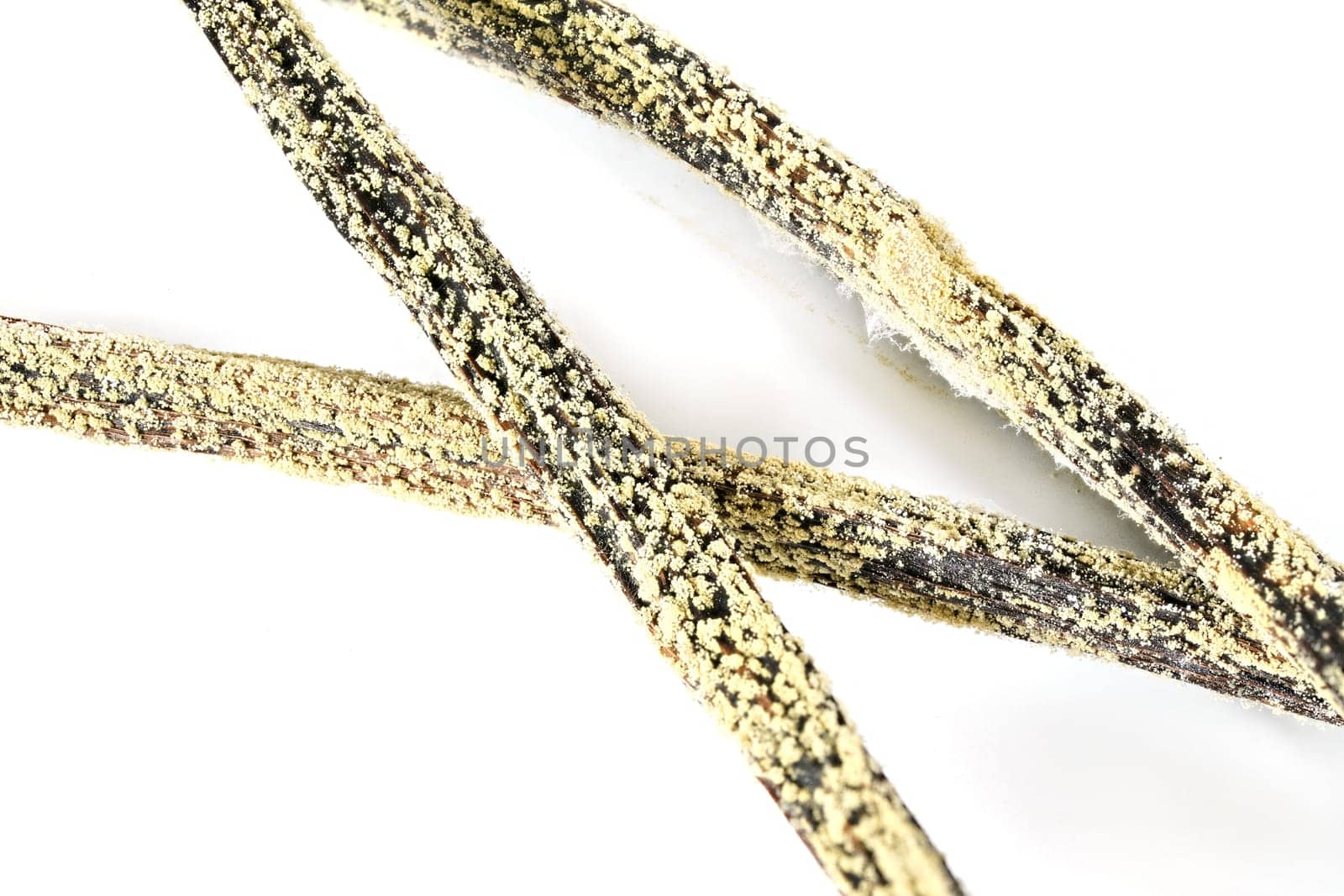 White / yellow mould or mildew growing on vanilla sticks stored improperly in wet and cold fridge - close up detail photo isolated on white background