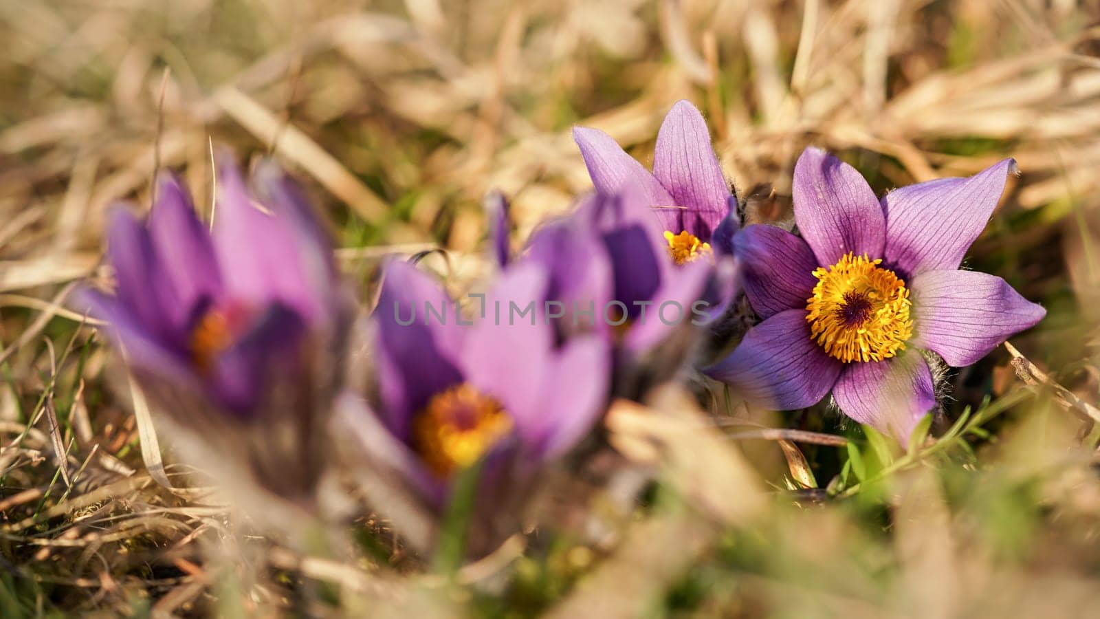 Purple greater pasque flower - Pulsatilla grandis - growing in dry grass, close up detail