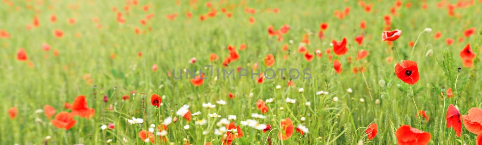 Wild red poppies growing in field of unripe green wheat - wide banner by Ivanko