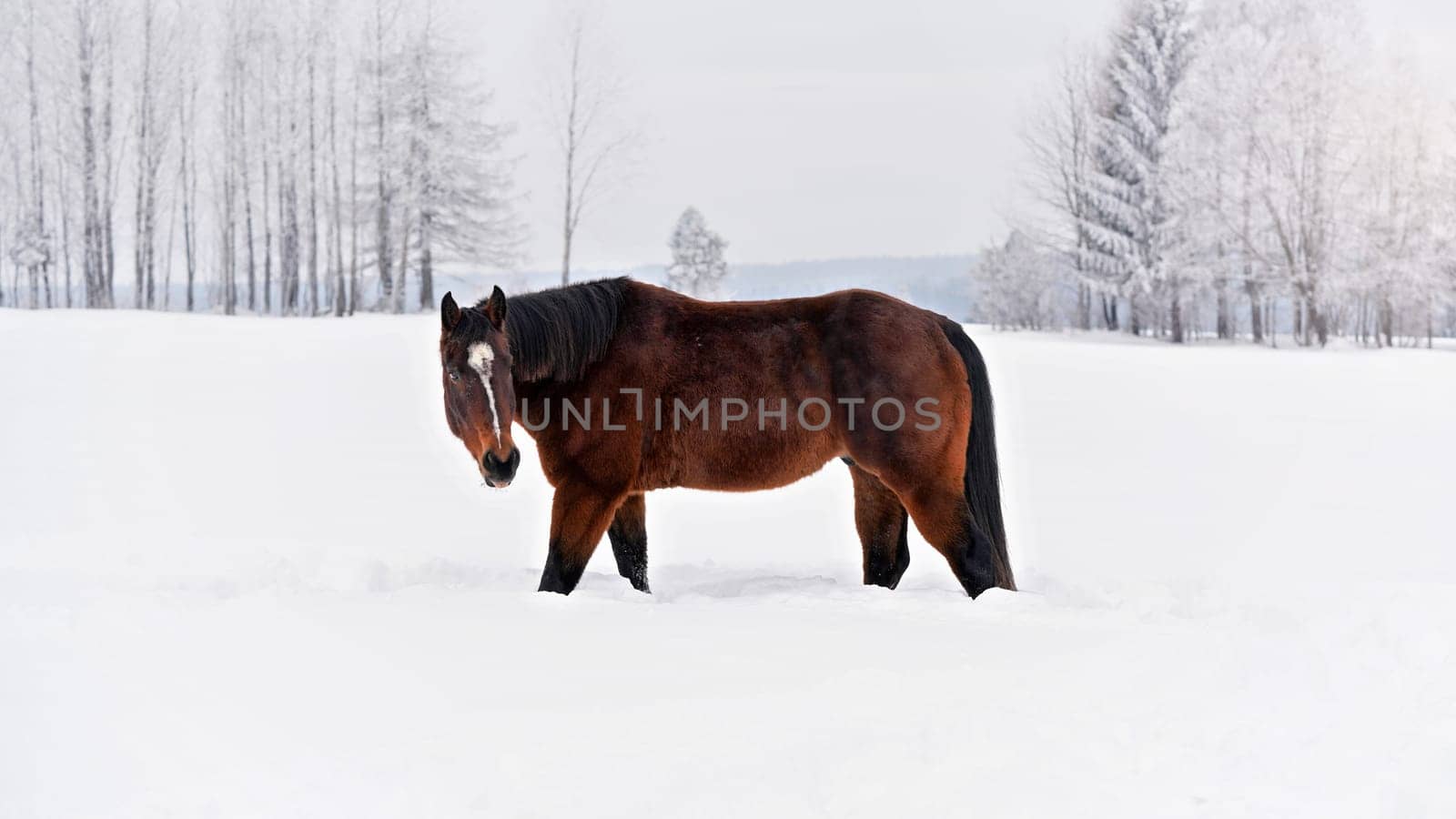 Dark brown horse walks on snow covered meadow, trees in background, view from side